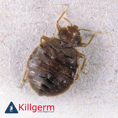 Bedbug