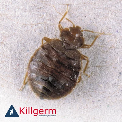 Bedbug