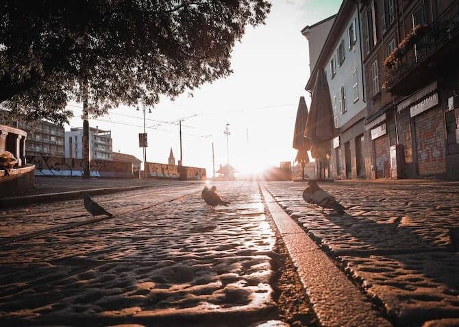 early birds in the morning