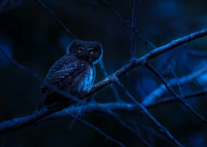 night owl in the woods