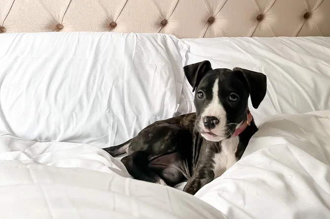 Puppy dog laying on bed in duvet