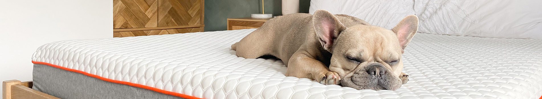 Benefits of Sleeping with a Dog in Your Bed
