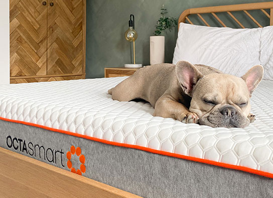 Benefits of Sleeping with a Dog in Your Bed