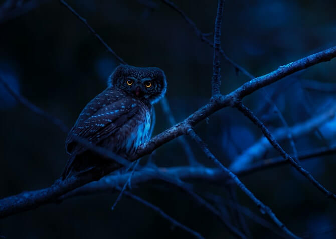 Early Bird or Night Owl?